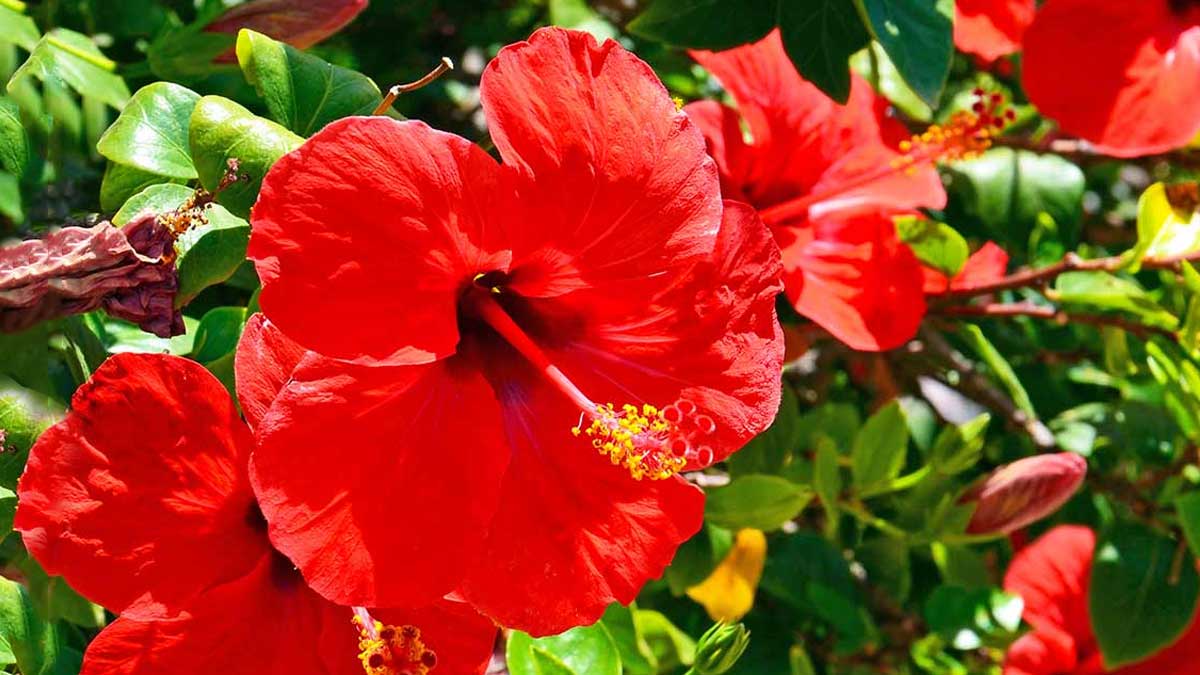 Hibiscus plant care tios