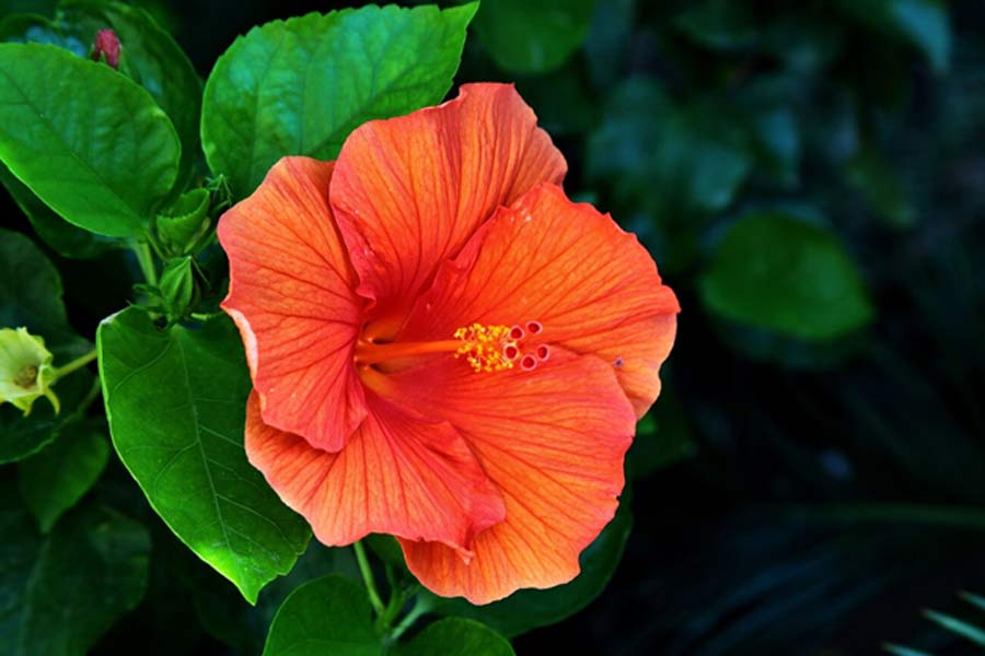 Hibiscus plant care tips in hindio