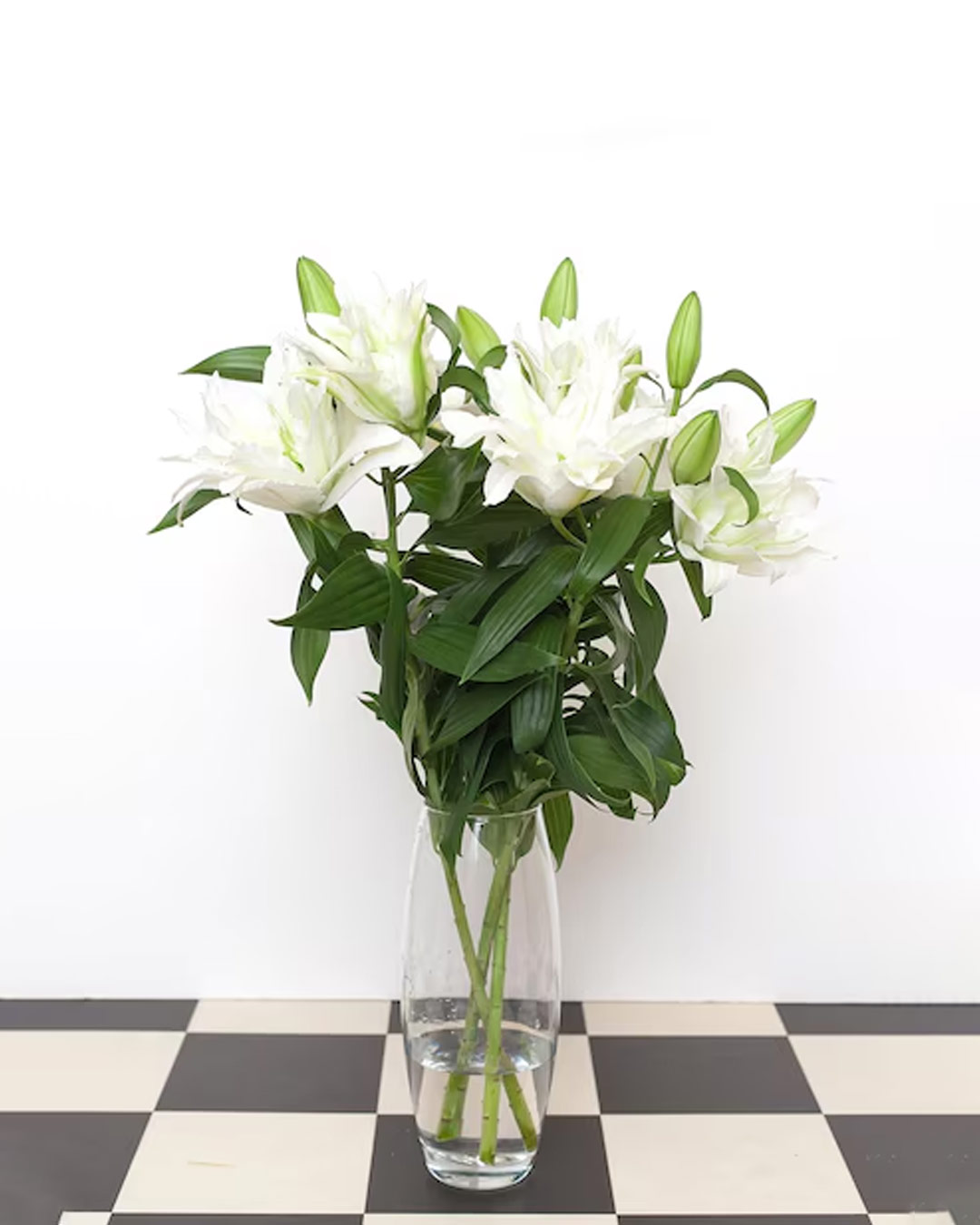 Lily Plant Care Tips