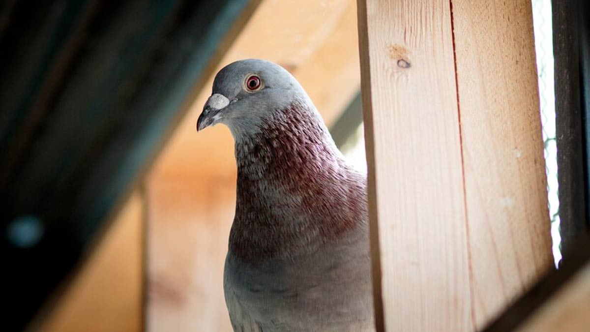 Pigeon removal