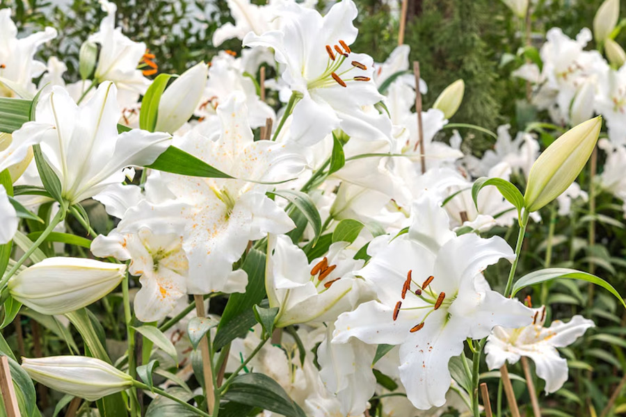 Prepare the pot and soil