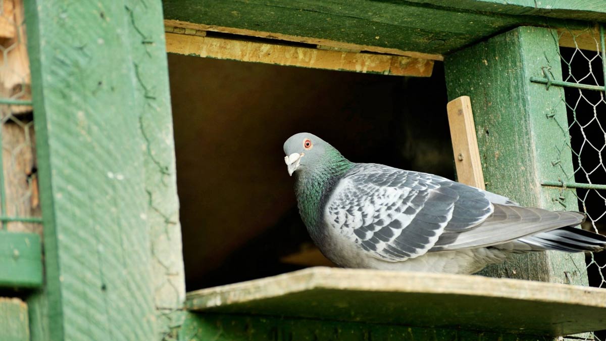 signs of pigeon