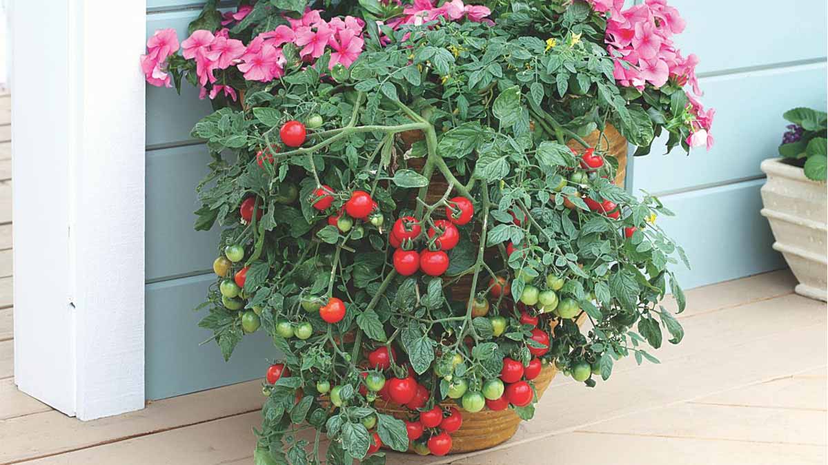 tomato companion plants for better yield