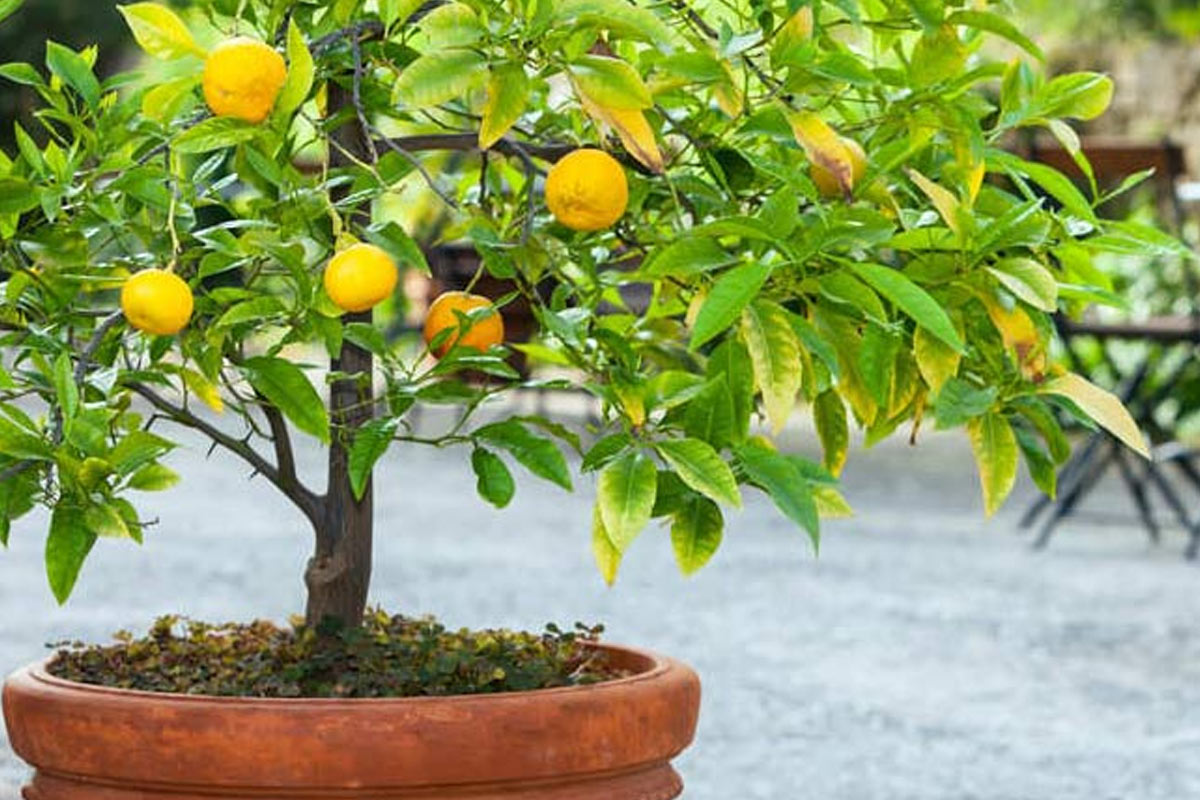 how to grow lemon plant at home