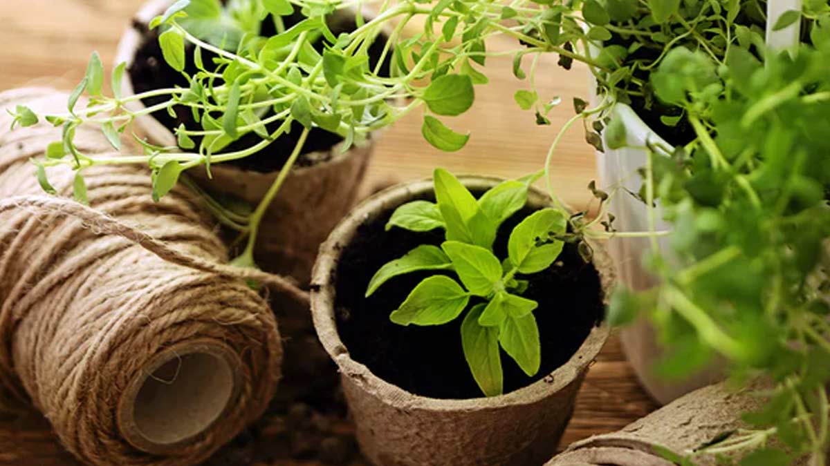 Why do plants die as soon as they come from the nursery