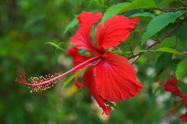 best fertilizer for  hibiscus plant