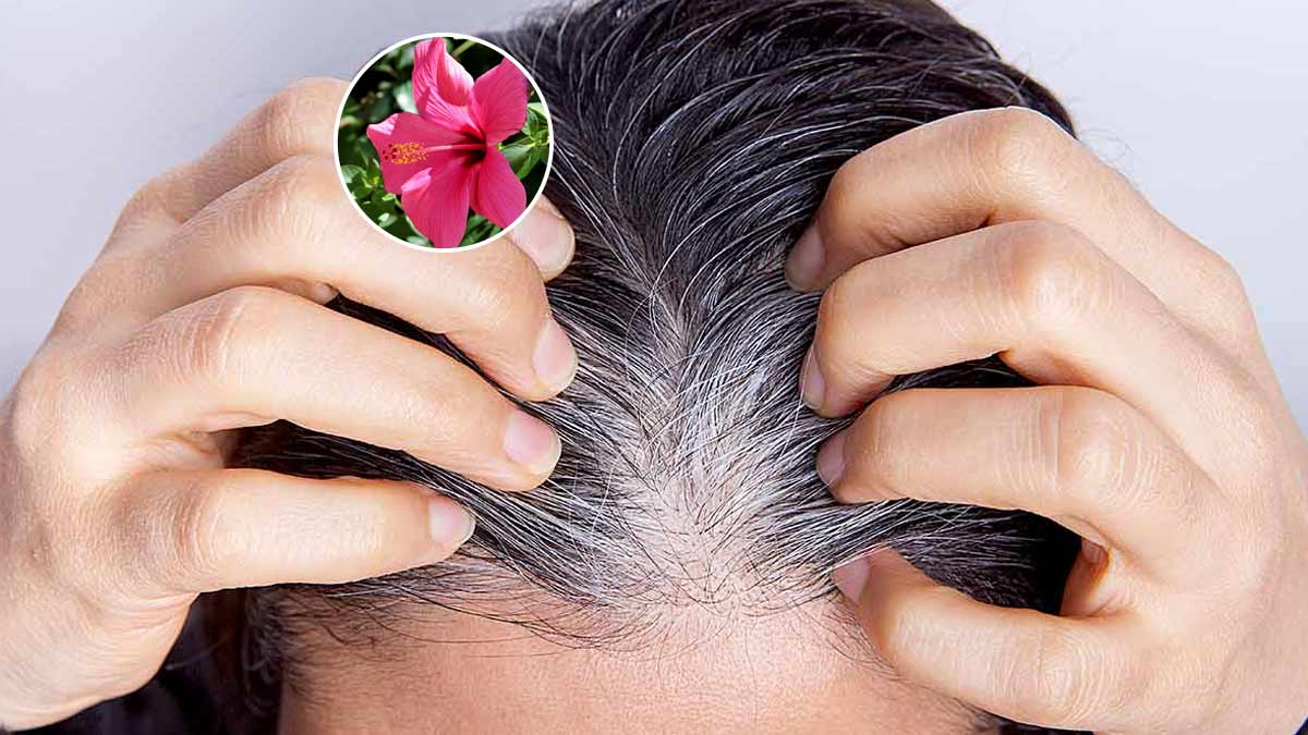 hibiscus flower to prevent premature greying
