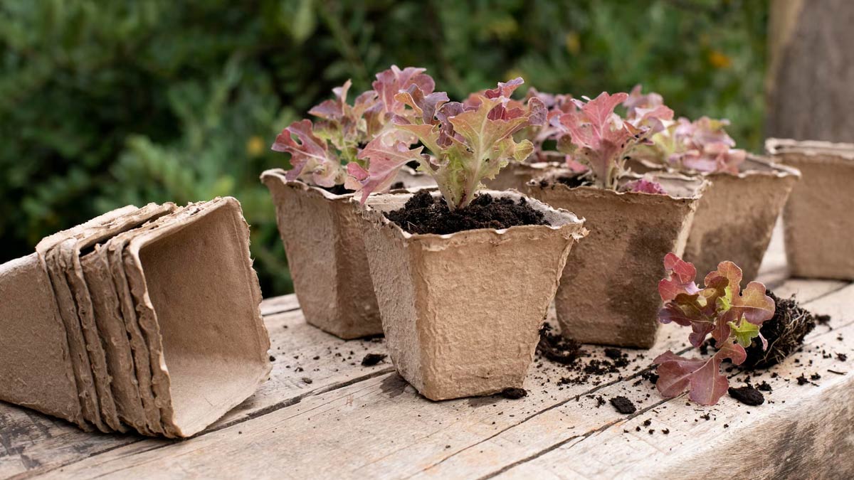 how to make biodegrable pots