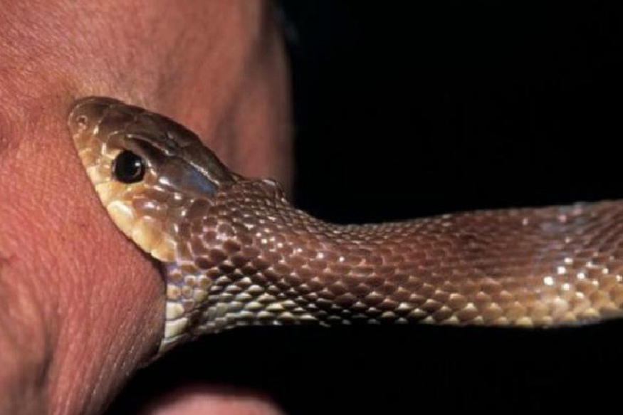 What are the postmortem appearance of snake bites