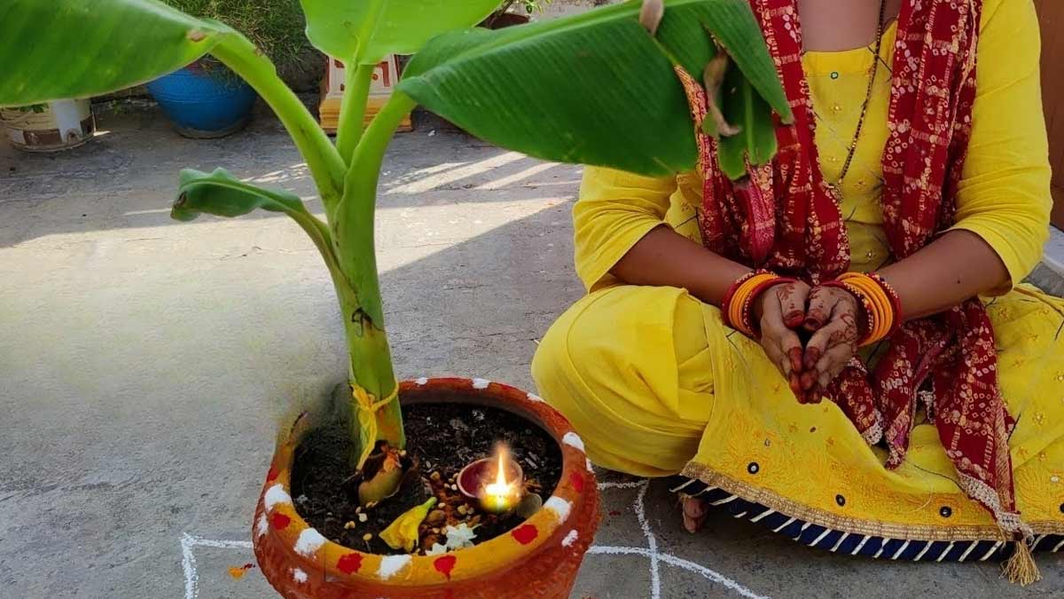 why-we-should-pour-milk-on-banana-tree