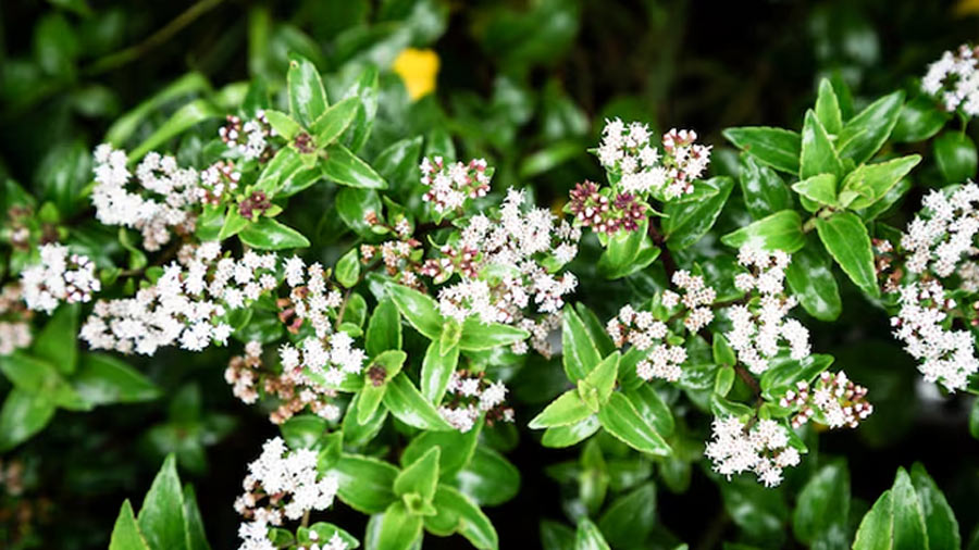 what are tricks to grow daisy plant