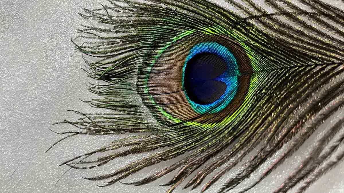 ghar-mein-morpankh-kaha-rakhna-chahiye