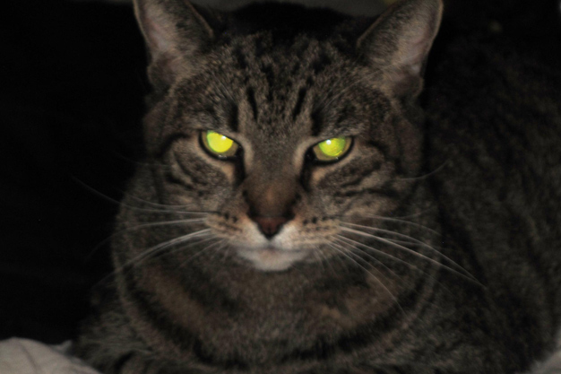 Why do cats' eyes glow in the dark