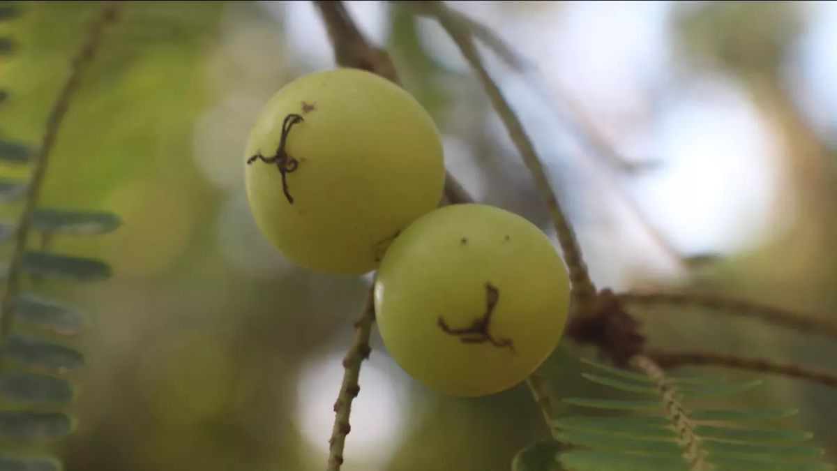 amalaki ekadashi pr ghar mein 2 amla rakhne ke niyam