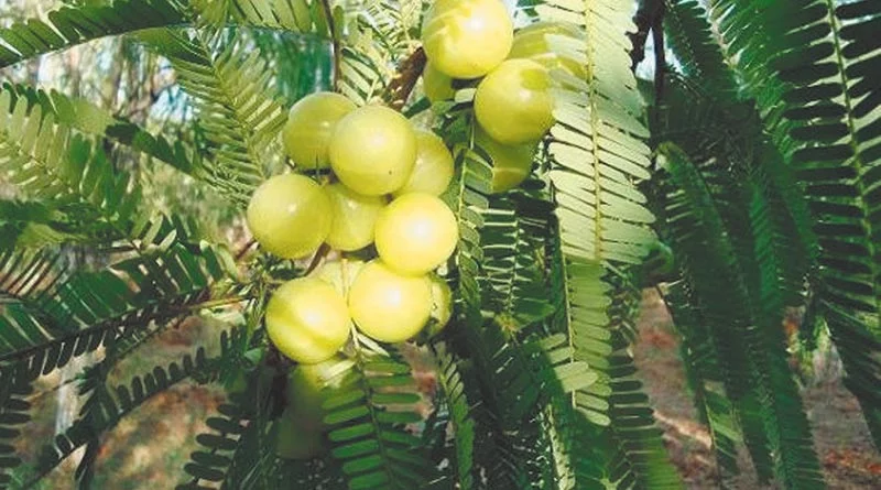 amla