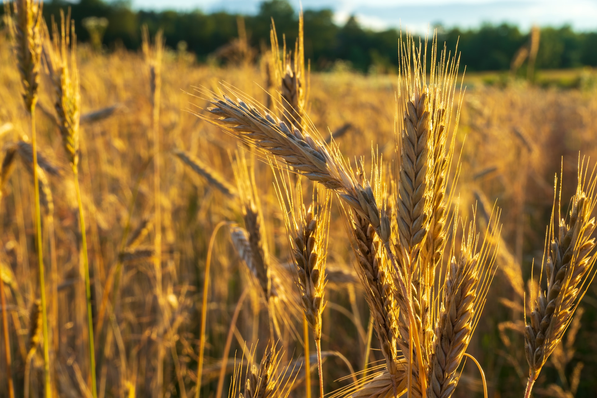 ando-shev-VYpodeIMl5Y-unsplash-1