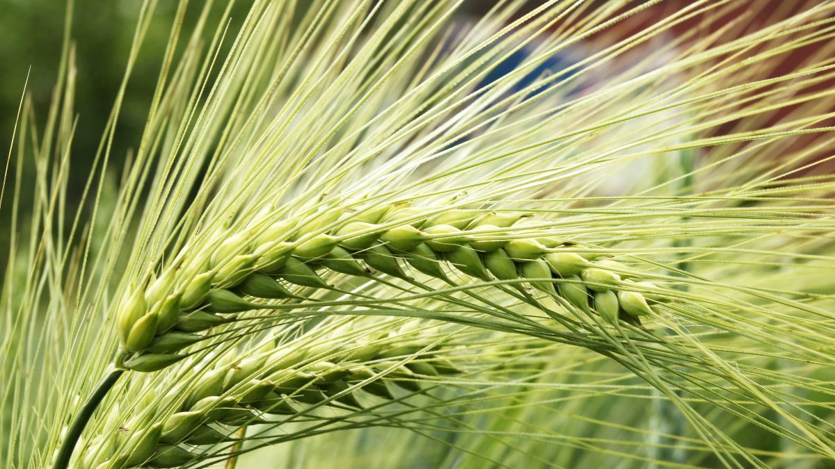 marek-studzinski-MeASGrK520A-unsplash-1200x675