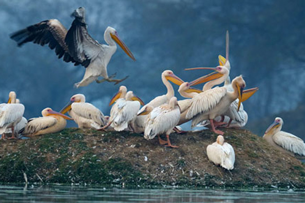 Keoladeo Ghana National Park