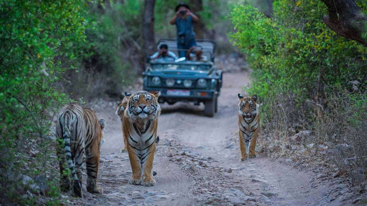 Ranthambore National Park