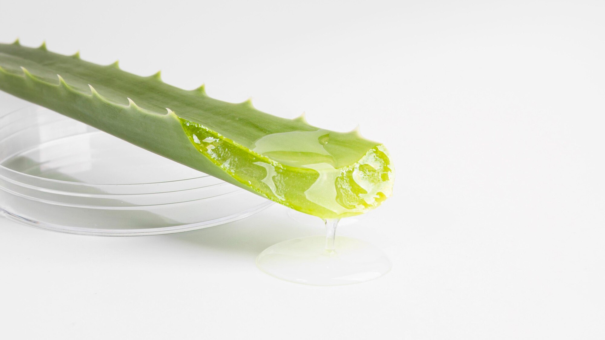 close-up-view-aloe-vera-beauty-concept_23-2148740276