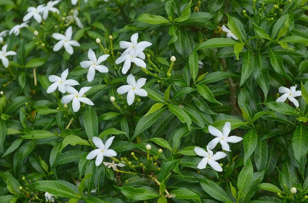 natural fertilizer for chandni plant