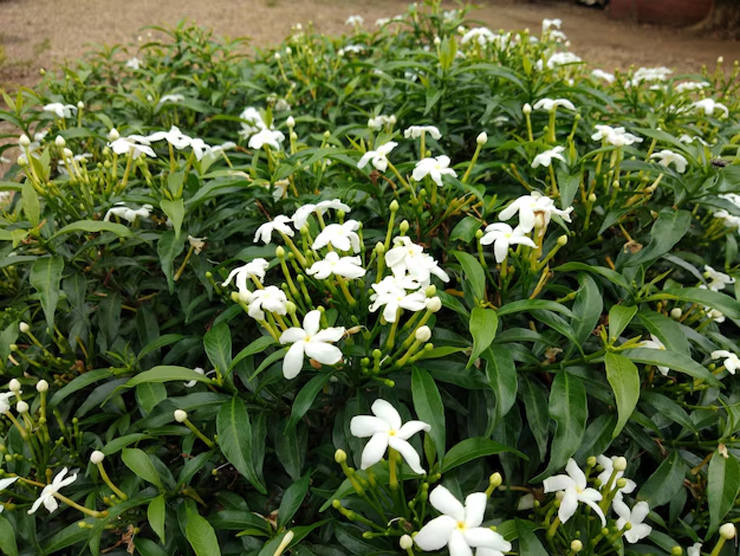 tips to grow flower on chandni plant