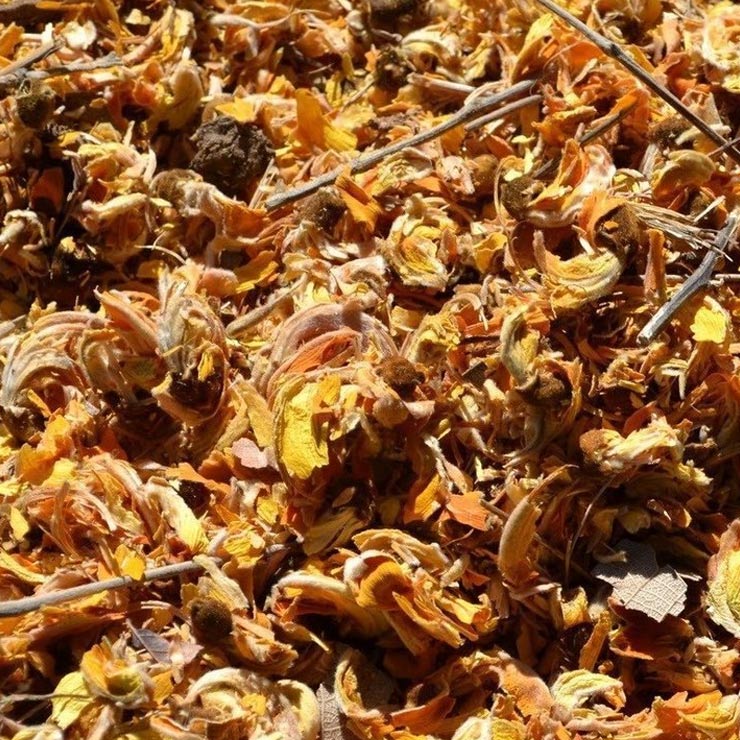 How to make color from Palash flower