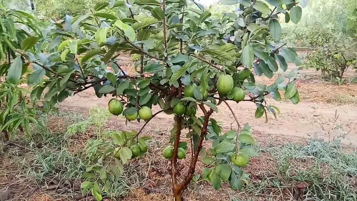 These gardening tips will come in handy