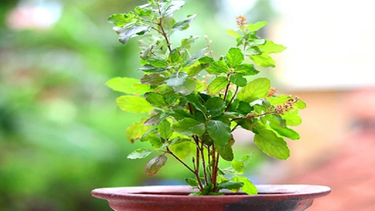 Tulsi remedies for bad luck and evil eye