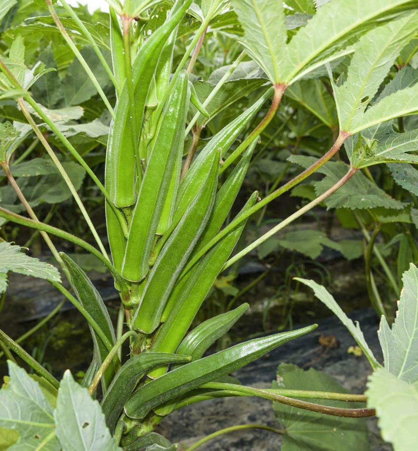 limestone for lady finger plant