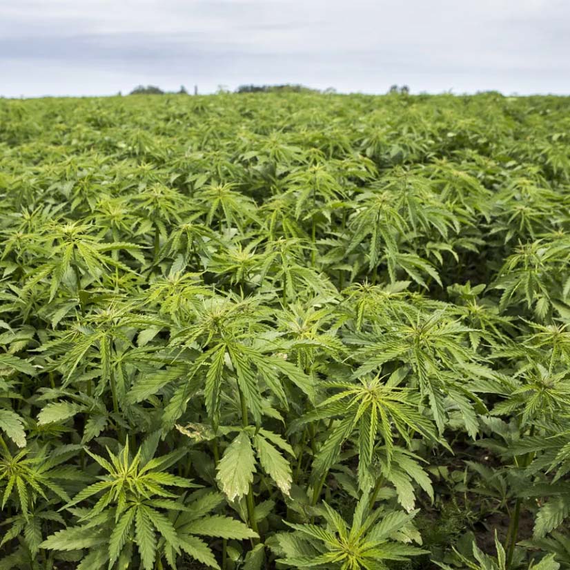 ndps act and holi celebrations