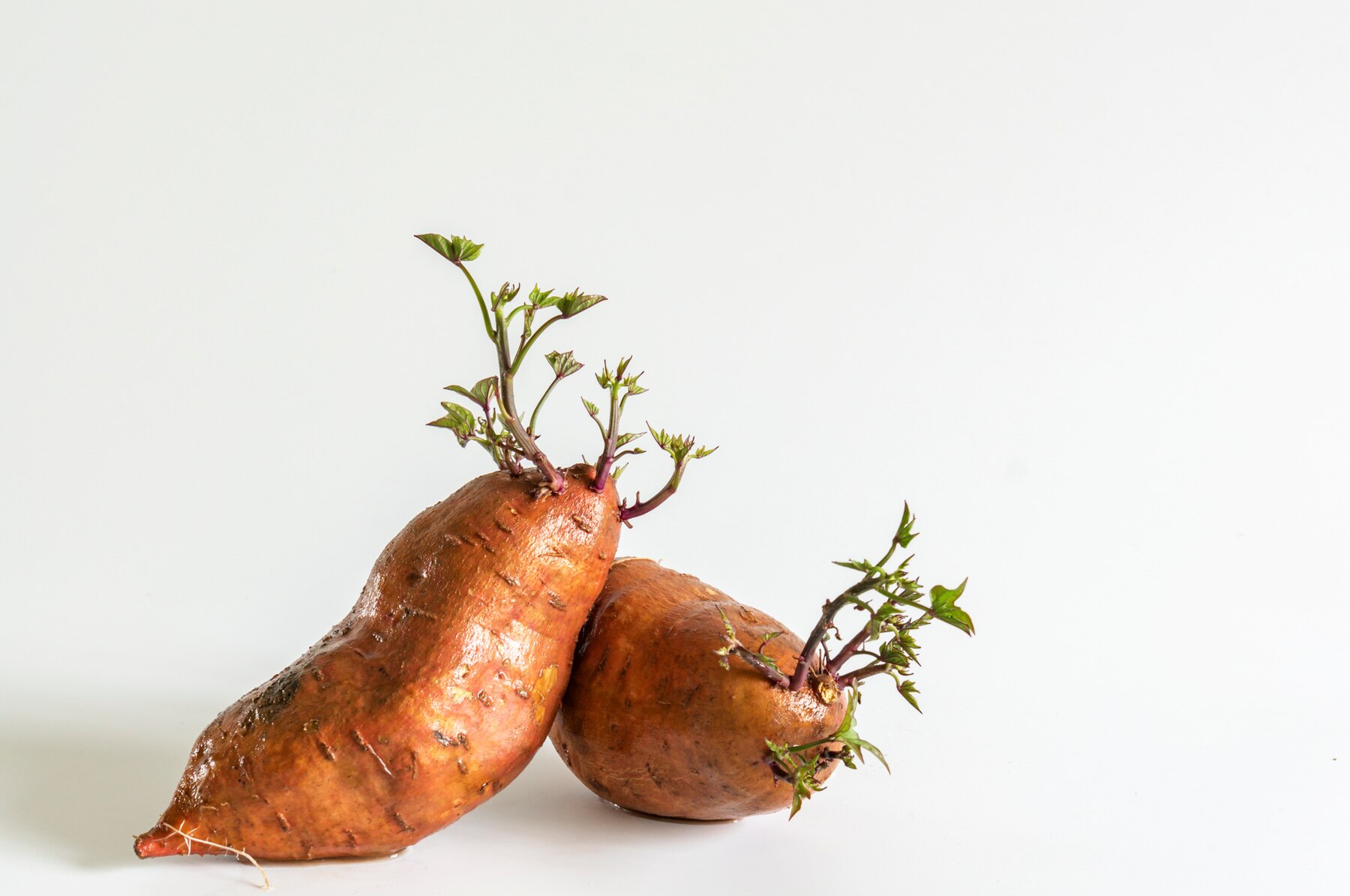 sweet-potatoes-with-growing-plants_1136-282