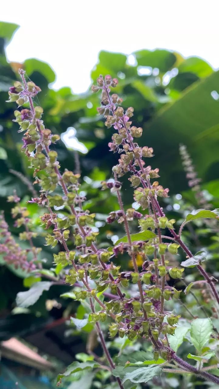 what does growing flower in tulsi symbolize