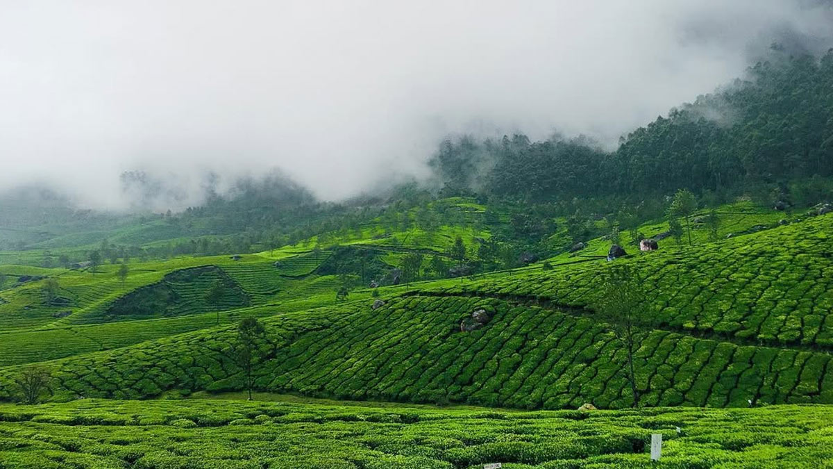Things To Do In Munnar