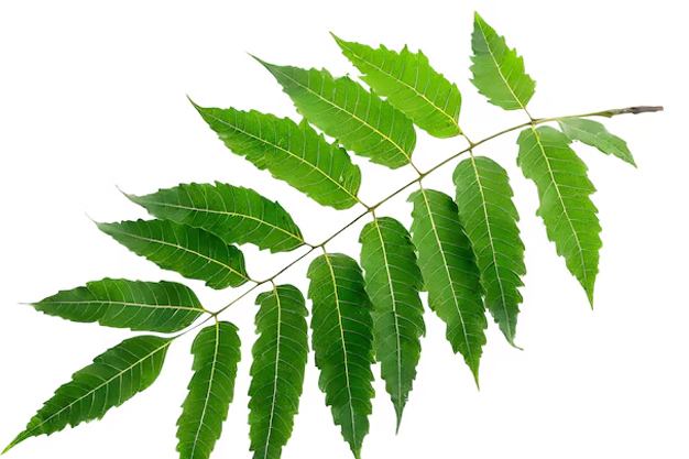 Neem for skin care