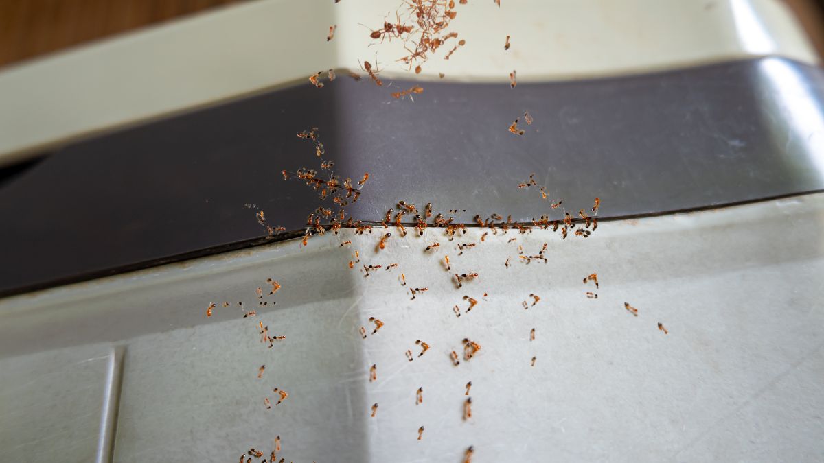 Mix this spray in the mopping water