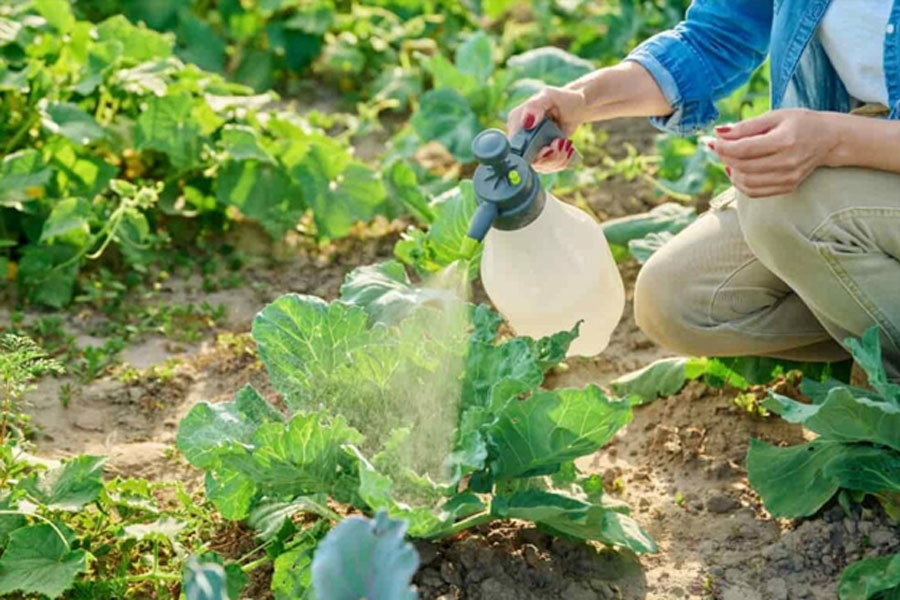 How do you make a simple organic pesticide