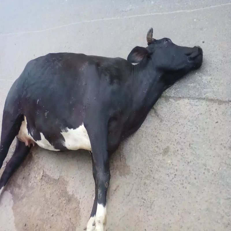 kya raste mein mari hui gay dekhna ashubh hai