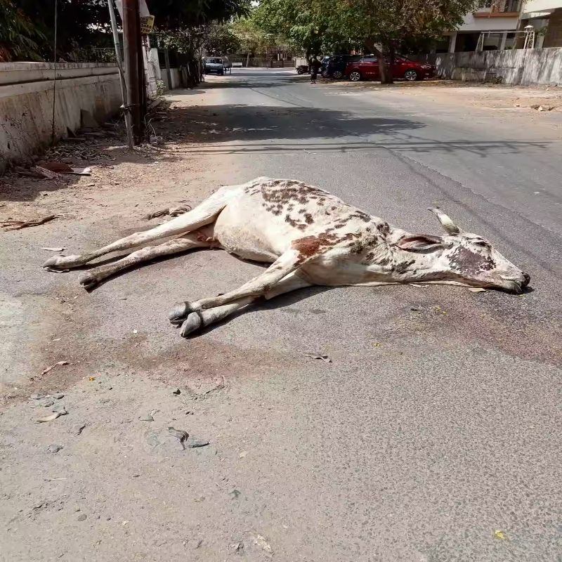 kya raste mein mari hui gay dekhna shubh hai