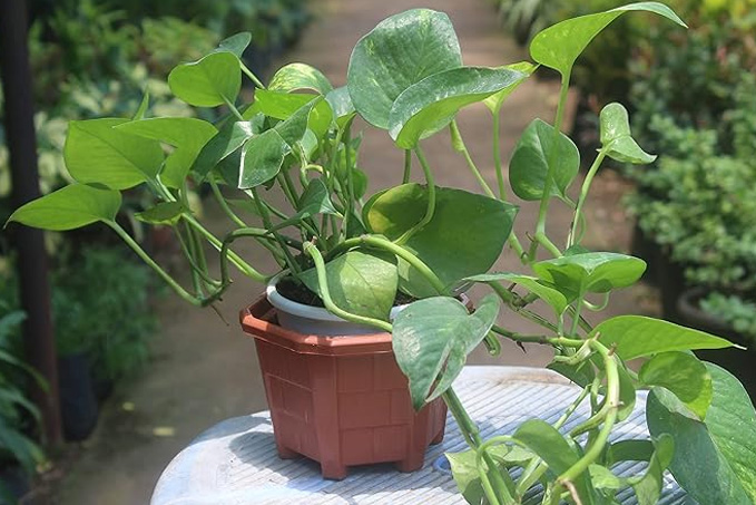 Money plant care tips