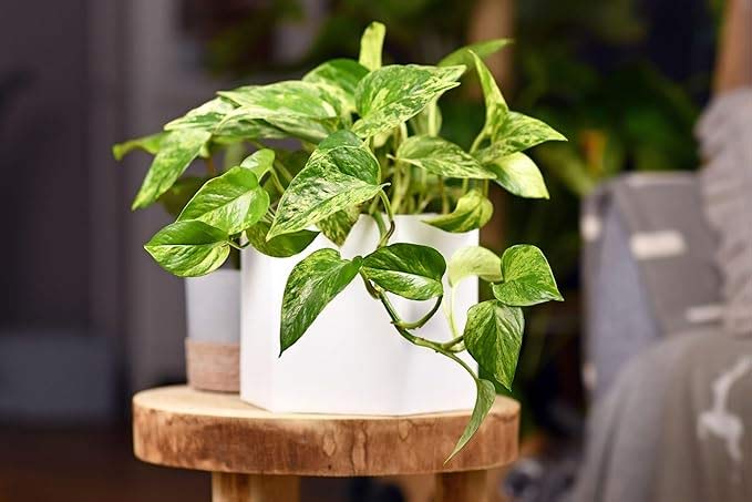 money plant growth tips