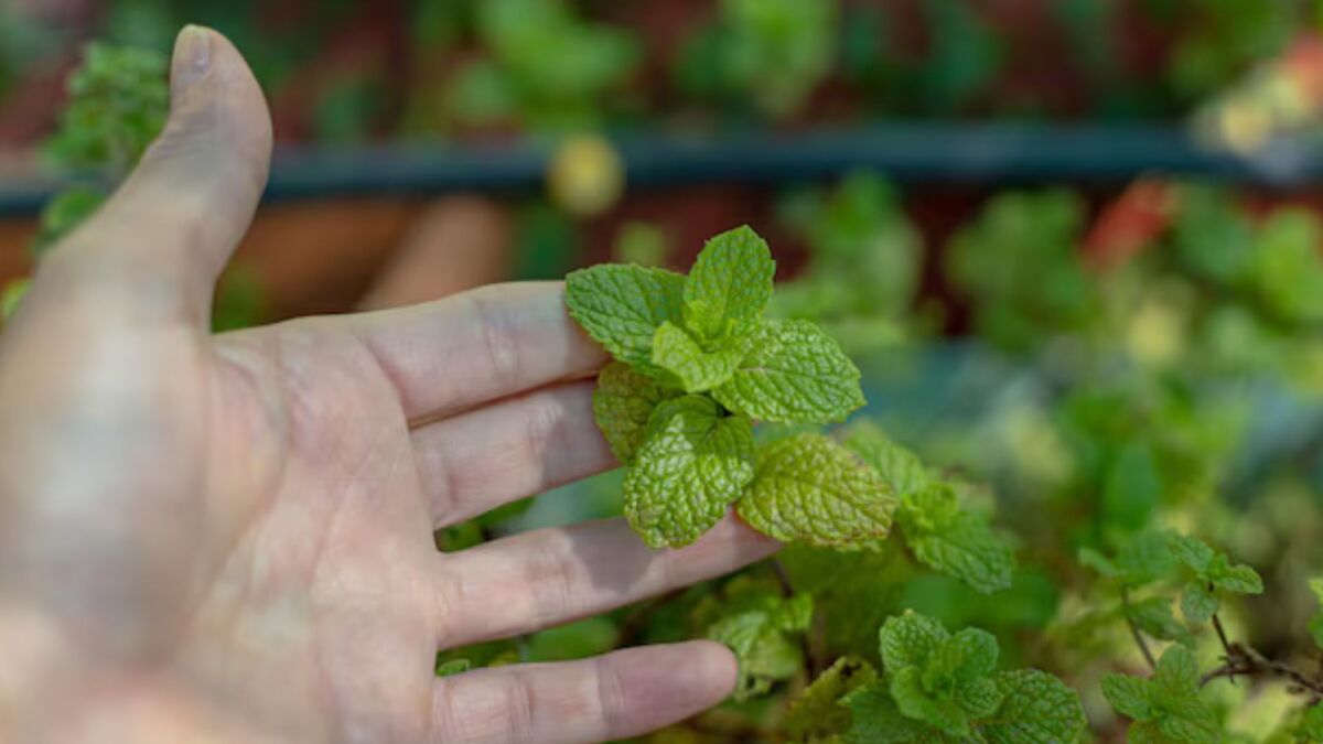 Easy ways to take care of mind plants