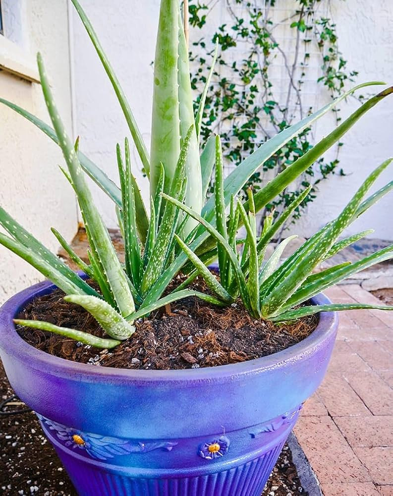 How do I know if my aloe plant is safe to eat