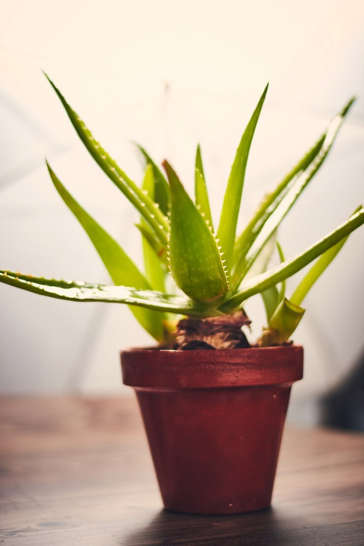How do you know if aloe vera is poisonous