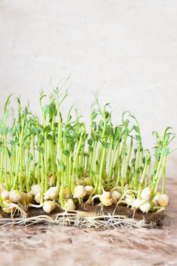 How to make sprouts more digestible