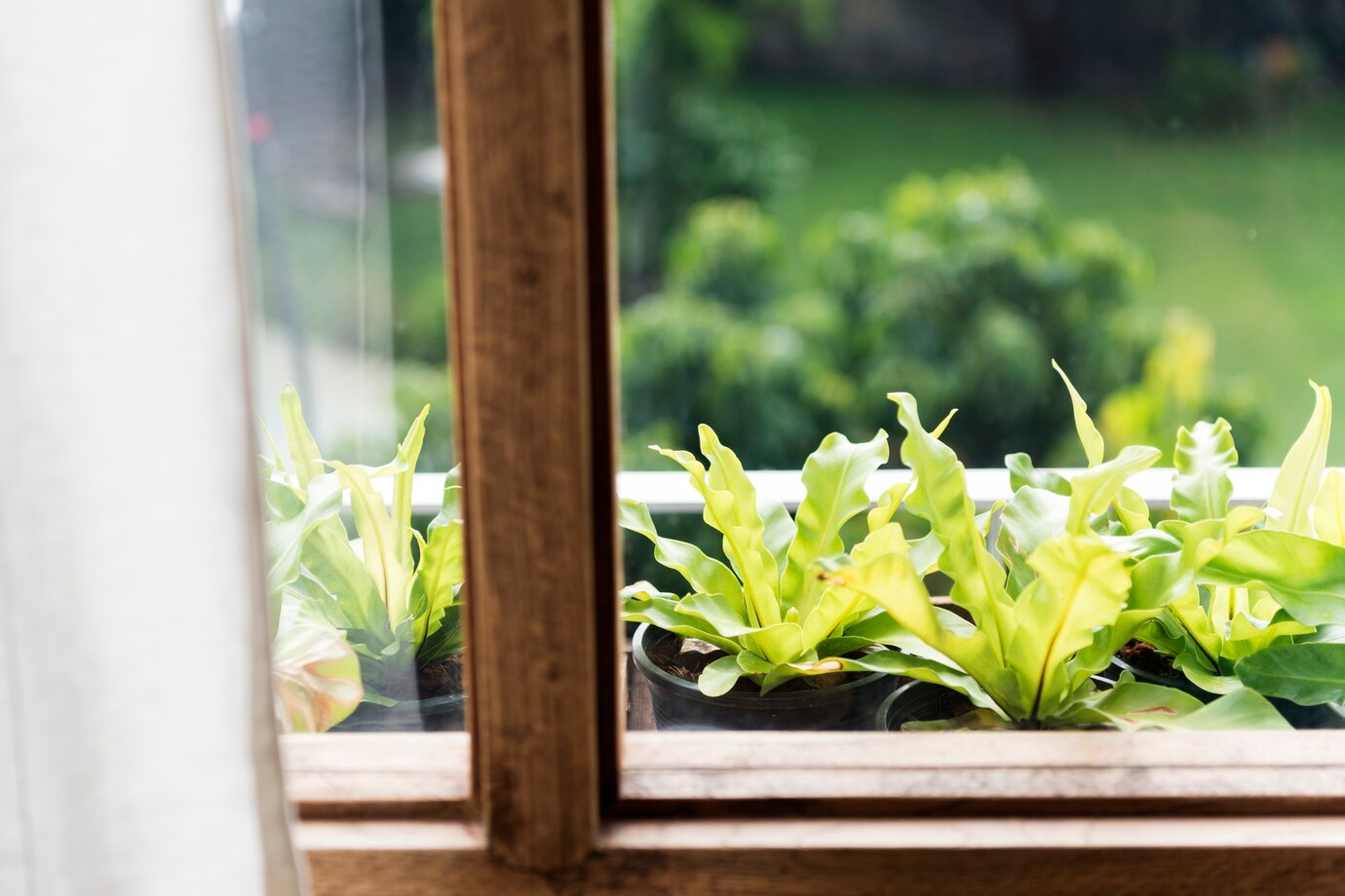 Indoor plants care tips