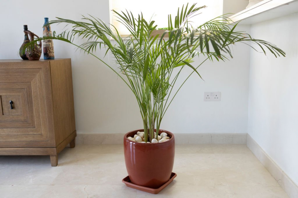 bamboo palm
