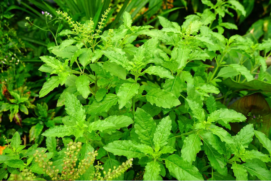 do not touch tulsi plant in godhuli bela