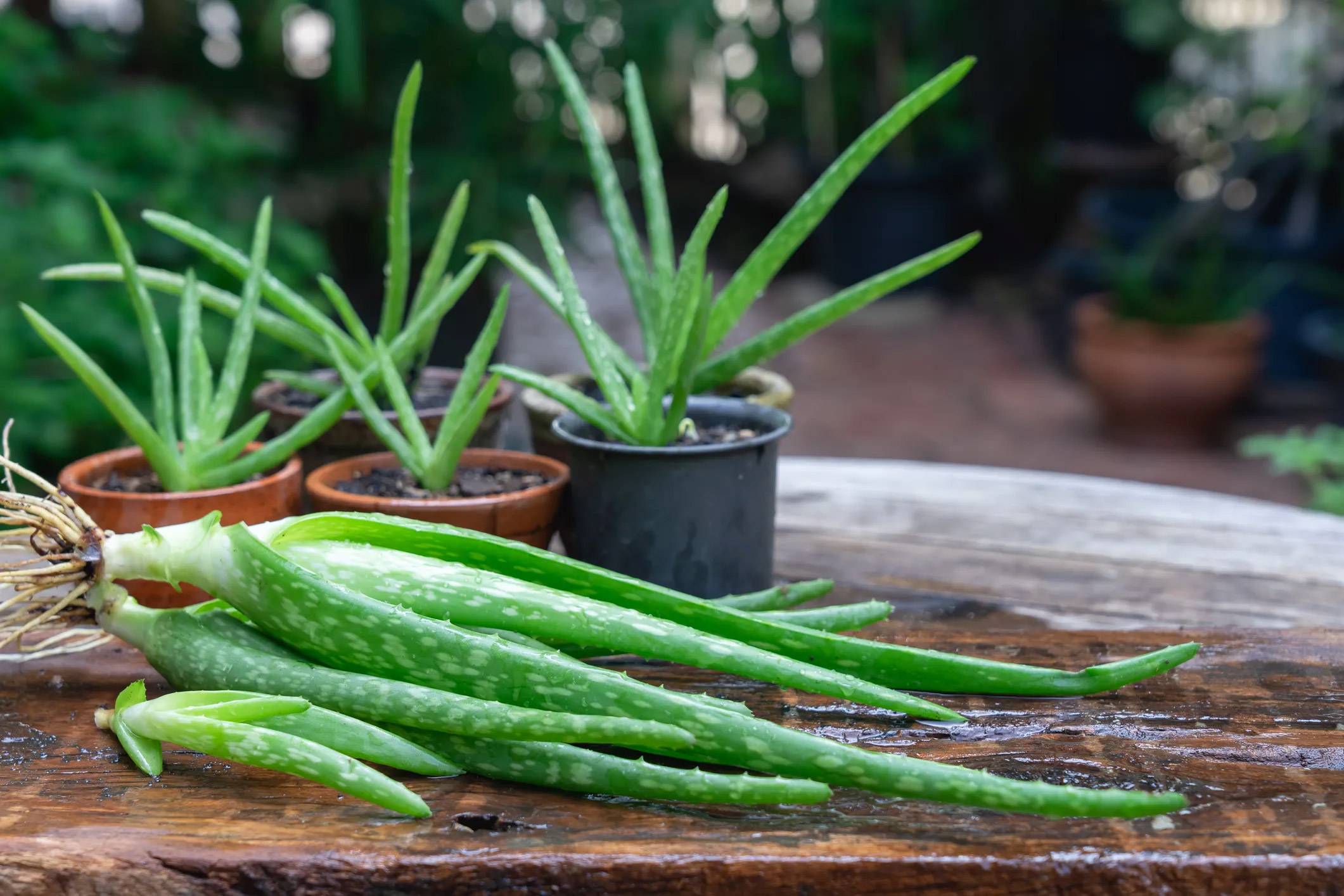 how to identify poisonous and original aloe vera plants