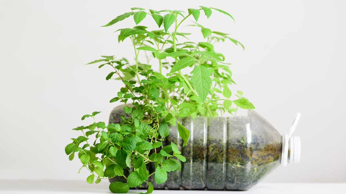 mint plant growing tips